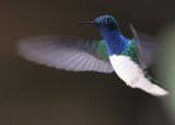 White-necked jacobin, Ecuador