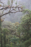 Cloud forest