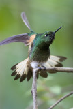 Buff-tailed coronet