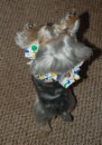 Reggie the clown
