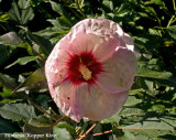Hibiscus Kopper King