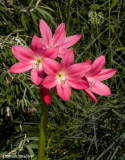Crinium Bradley