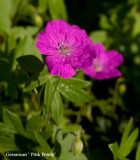 Geranium sanguineum Ankums Pride