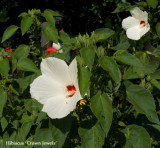 Hibiscus Crown Jewels ?