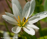 Zephyranthes candida
