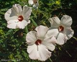 Hibiscus Daisy Bell