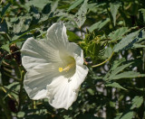 Hibiscus Albert Behnke