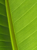Canna leaf