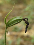 Cypripedium acaule