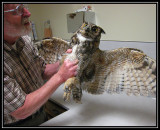 Great horned owl rescue