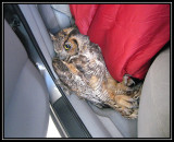 Great horned owl rescue