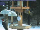 Pileated woodpecker