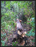 Fallen dead tree 2007