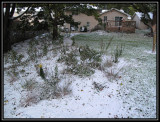 Snow garden 2009