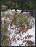 Milkweed in the snow 2009