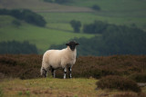 High Moor lamb