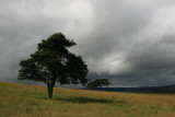 Trees on blaeberry