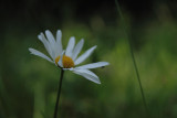 ox eye daisy