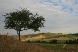 one of my favourite trees