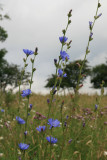 Chicory