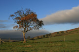 just a tree