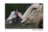 leader of the flock