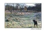frosty morning Holly