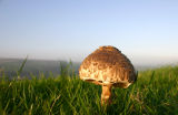 Making a mountain out of a Mushroom