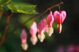 hearts and flowers