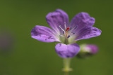 Cranesbill