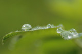 raindrops on rose leaf