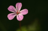 Herb Robert.