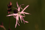 ragged robin