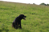 holly in the meadow