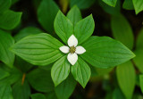 Bunchberry along trail