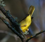 Quiz_Bird_2c