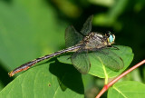 Lilypad Clubtail (A. furcifer) - Male