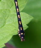 Riffle Snaketail (O. carolus)