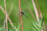 Beaverpond Baskettail (T. canis) - male
