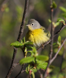 Nashville Warbler 1113