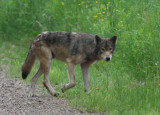 Gray Wolf - June 2008