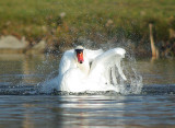 Swan  3.jpg