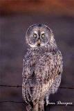 Great Gray Owl  at Sunset 040905018 ec.jpg