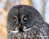  Great Gray Owl DSC_5513-ec.jpg
