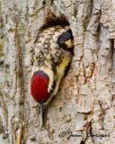  Sapsucker, Yellow-bellied