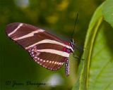 Zebra Longwing