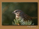 Song Sparrow