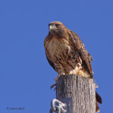 Redtail-7808 