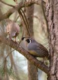 California Quail pair