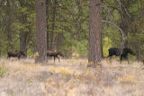 Cow moose and 2 calves